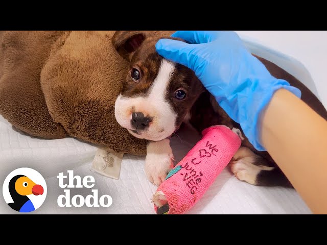 Puppy Found With Mouth Sealed Shut Finds The Perfect Mama | The Dodo