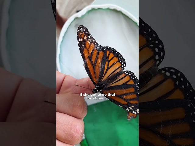 Couple Performs Surgery On An Injured Butterfly | The Dodo