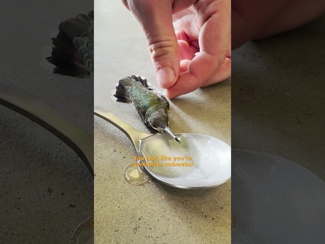 Man Finds Paralyzed Hummingbird On Garage Floor | The Dodo