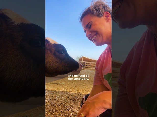 Orphaned Calf Keeps Looking For A Mom Until She Finds One | The Dodo