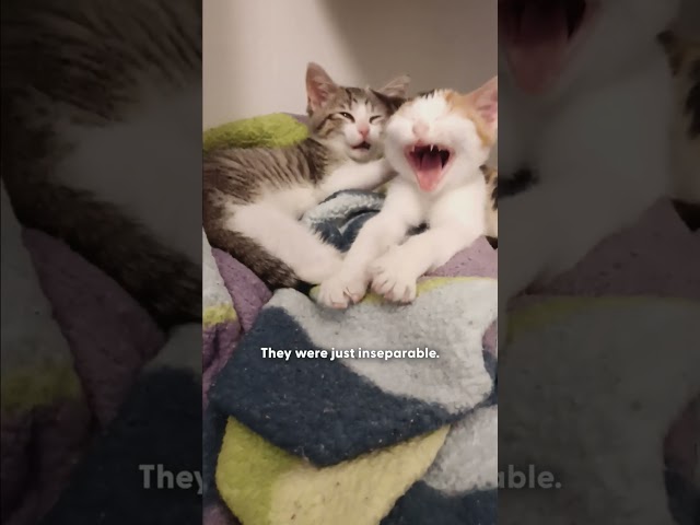 Kitten Finds Her Soul Sister in Quarantine | The Dodo