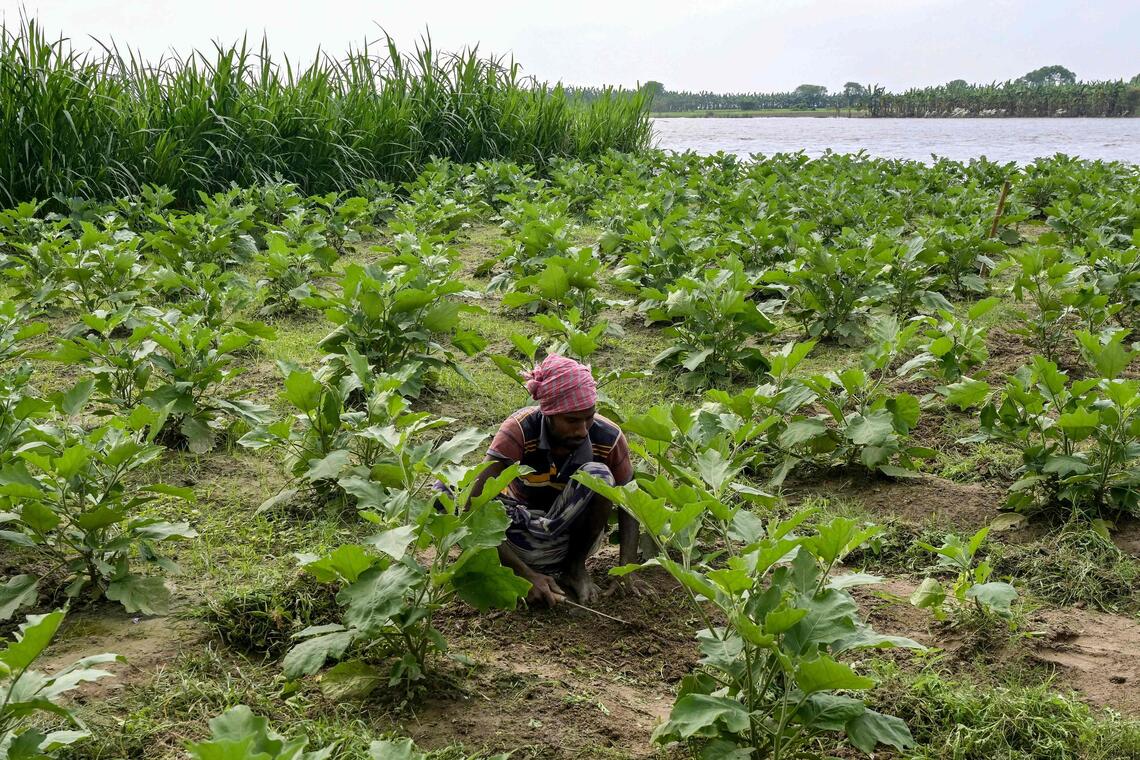 Snakebite surge as Bangladesh hit by record rains
