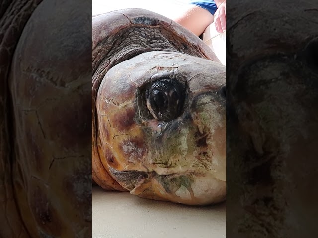 Diver Rescues A Sea Turtle Who Got Bit By A Shark | The Dodo