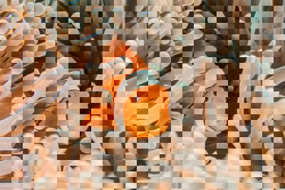 QuickCheck: Is it true that all clownfish are born male?