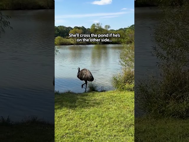 Clingy Emu Crosses A Pond Just To Be Closer To Her Dad  | The Dodo