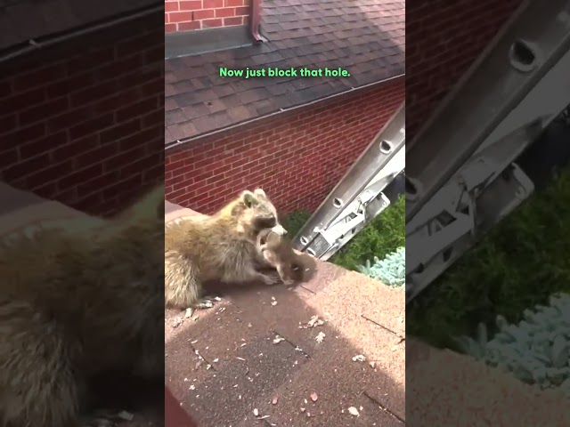 Clever Mama Raccoon Sends Rescuers On A Goose Chase | The Dodo
