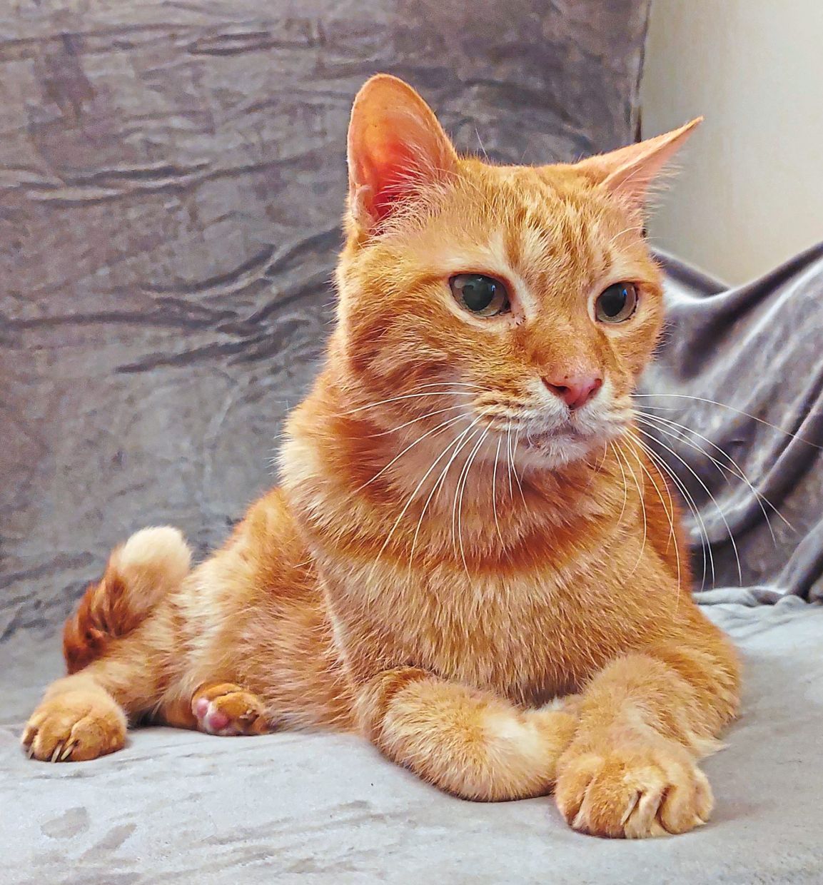 Katz Tales: Celebrating 18 years of this feline's life