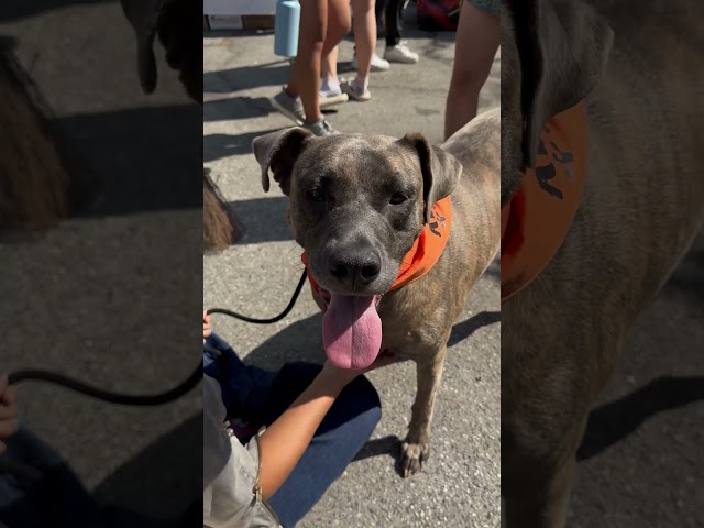 Pregnant Shelter Pittie Never Gave Up On Finding A Home | The Dodo