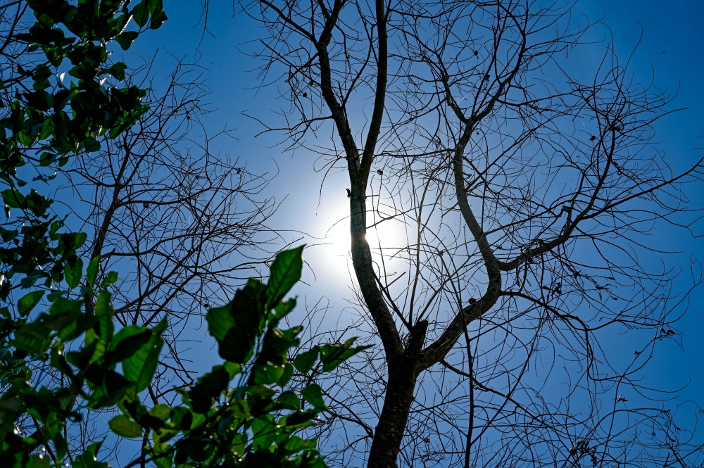 MetMalaysia forecasts hot, dry spell across most of Peninsular Malaysia until Jan 31