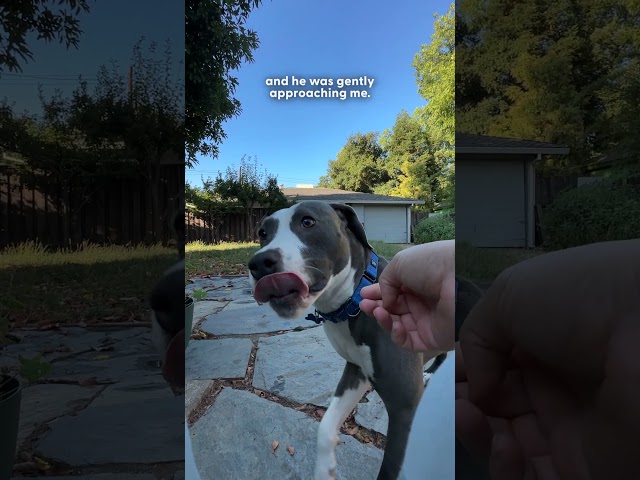 Terrified Pittie Finally Learns What Love Is All About | The Dodo
