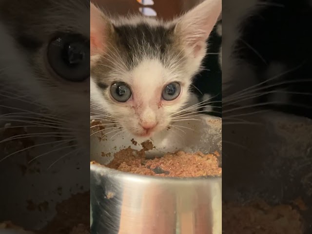 Half-A-Pound Kitten Grows Up To Be A (Tiny) King | The Dodo