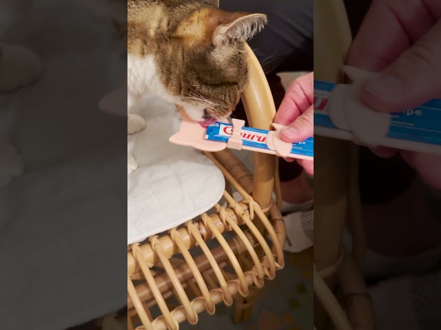 Best Churu Treat Hack | The Pack