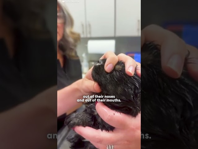 Mama German Shepherd Hid Her Babies For Days In This Unexpected Place | The Dodo