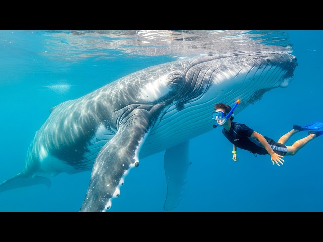 Big Five Ocean Safari | Swimming with Whales, Sharks, Dolphins, Manta Rays & Turtles (AMAZING!)