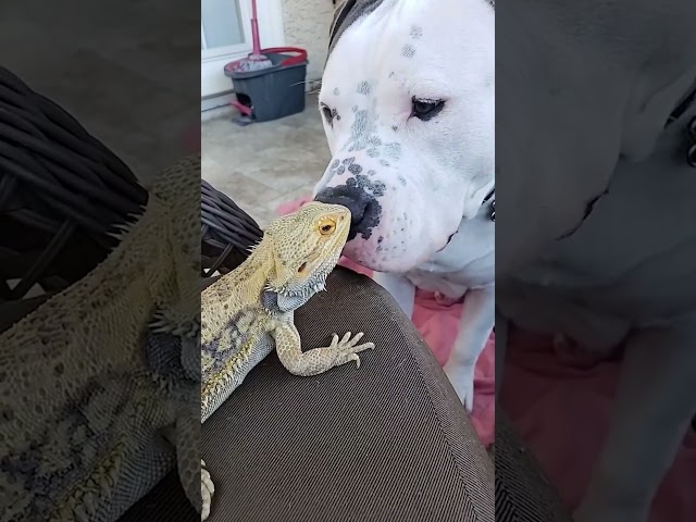 Pittie And Bearded Dragon Are Instant Best Friends | The Dodo