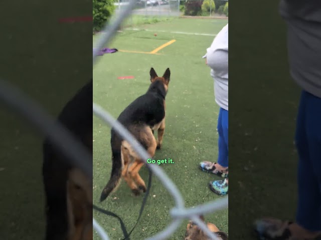 German Shepherd Rescued From Hoarding Goes On First Walk | The Dodo