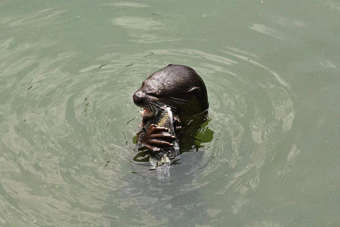 Sea otters are stealing surfboards in California. Again