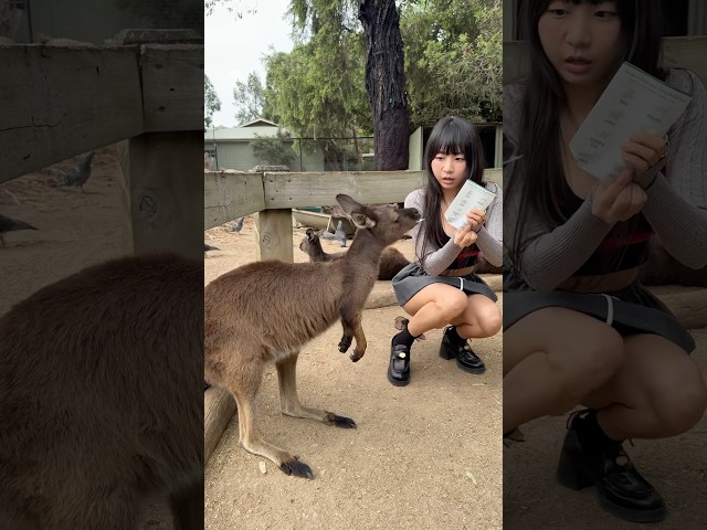 Kangaroo ate my ticket😂 얘가 내 티켓 먹었어요!!!