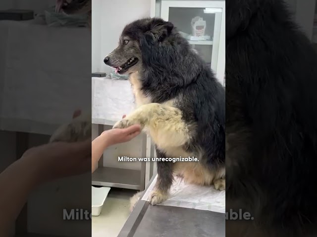Dog Who Looked Like A Lion Adopts Real Bear Cubs | The Dodo