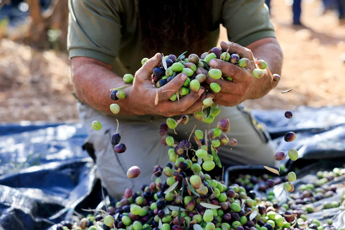 West Bank farmers gather precious olives as harvest season brings new settler attacks