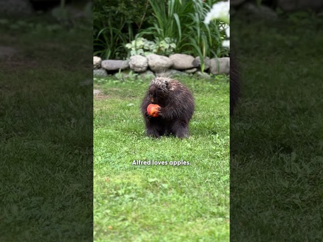 Apple-Obsessed Porcupine Keeps Showing Up For Free Snacks | The Dodo