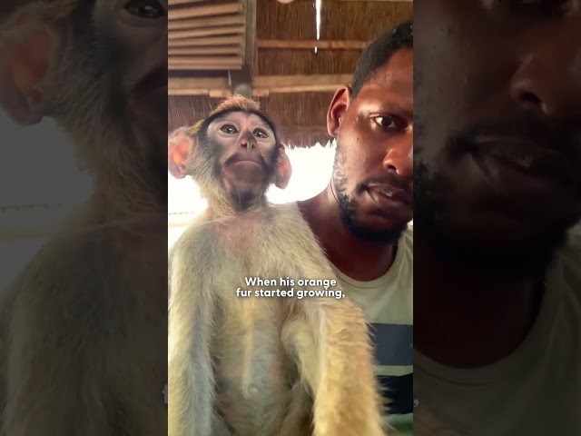 Baby Monkey Stolen From His Mama Gets Comfort From Deer BFF | The Dodo