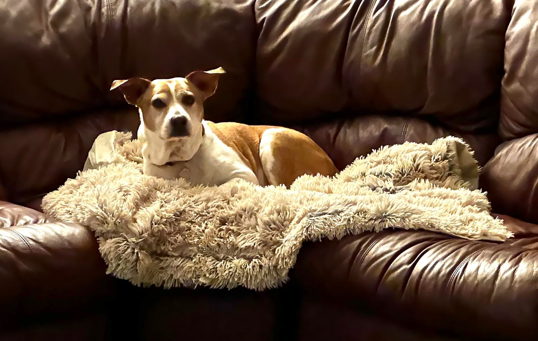 Just 27 Adorable Pieces For Your Dog Who’s Always Chilly Once The Weather Gets Cold