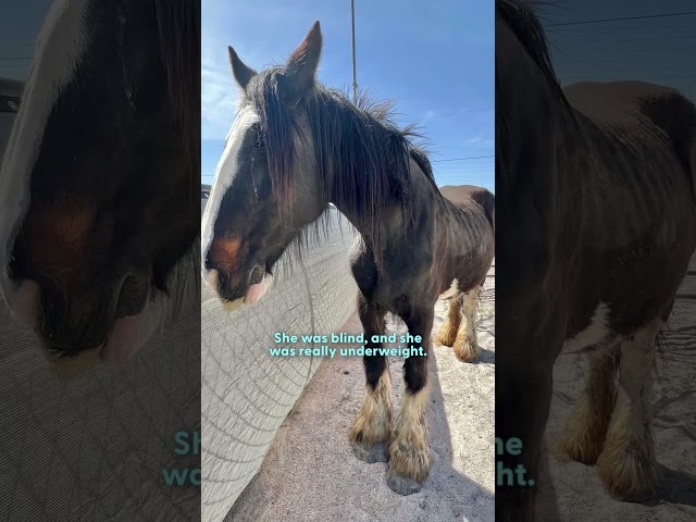 Emaciated Horse Meets A Horse Who Just Wants To Love On Her | The Dodo