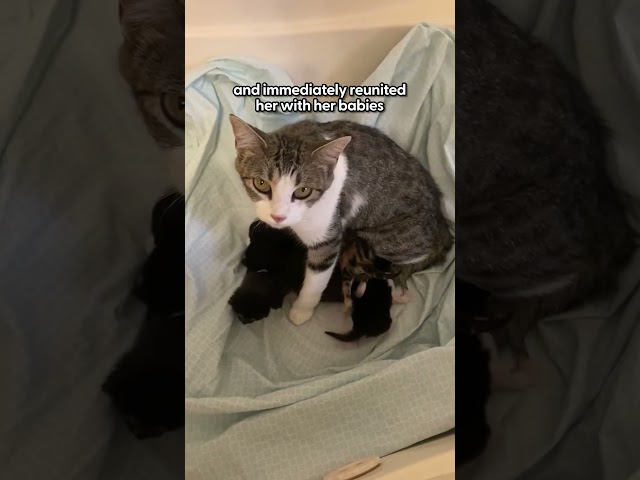Cat Who Has Babies In A Street Gutter Is The Best Mama Ever | The Dodo
