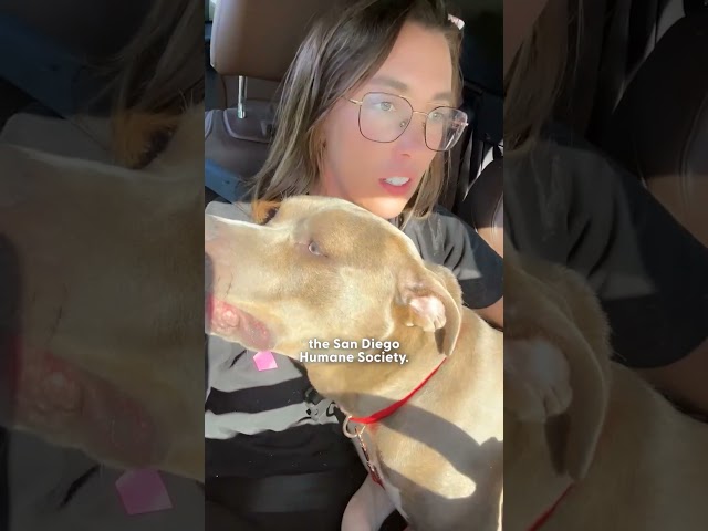 Huge Pittie Tied Up In Park With A Note Gets A Second Chance | The Dodo