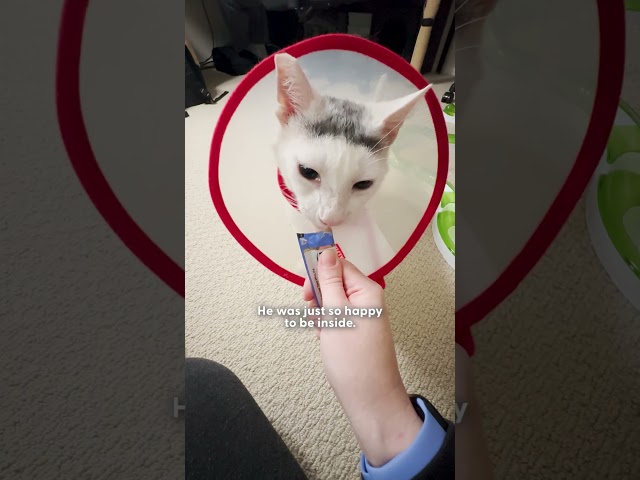 Cat Found All Alone In The Rain Had A Chicken Bone In The Roof Of His Mouth | The Dodo