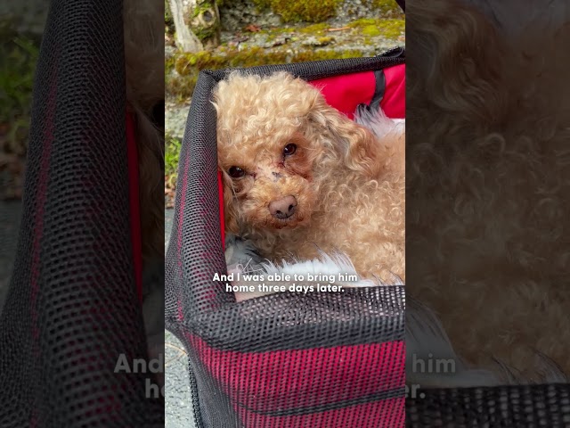 Couple Finds Someone Furry in Trash Can  | The Dodo