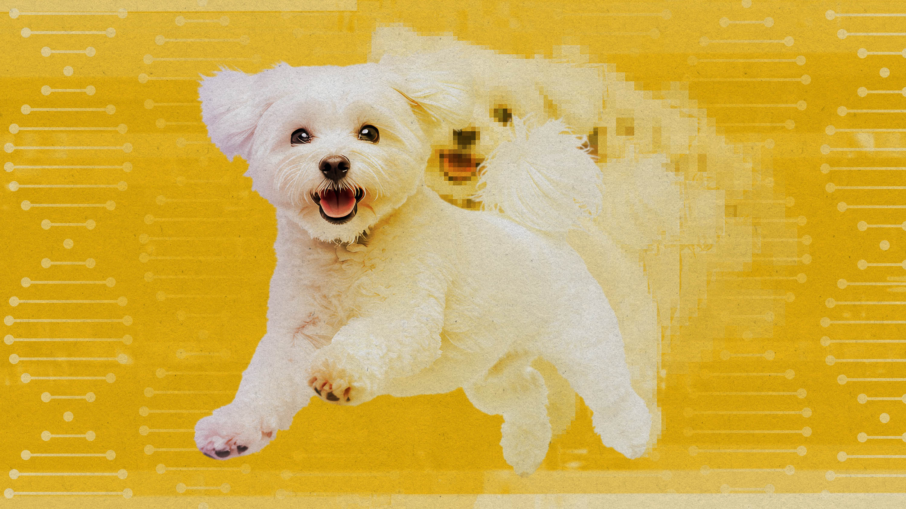 Cloning isn’t just for celebrity pets like Tom Brady’s dog