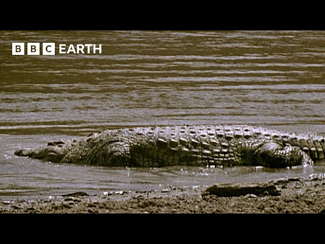 Crocodiles vs Wildebeest | Natural World: The Crossing | BBC Earth