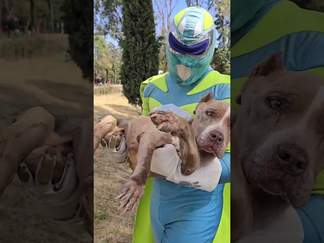 Man Dresses as a Superhero to Rescue Animals and Inspire Others | The Dodo