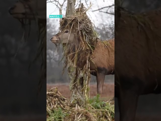 Stag Has A Bad Hair Day