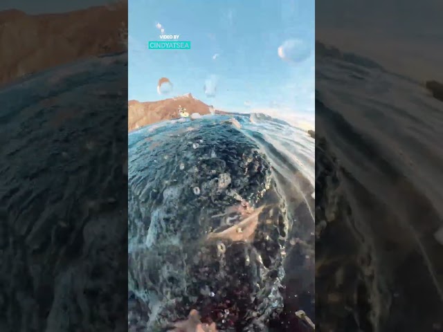 Diver Almost Becomes Whale Feed