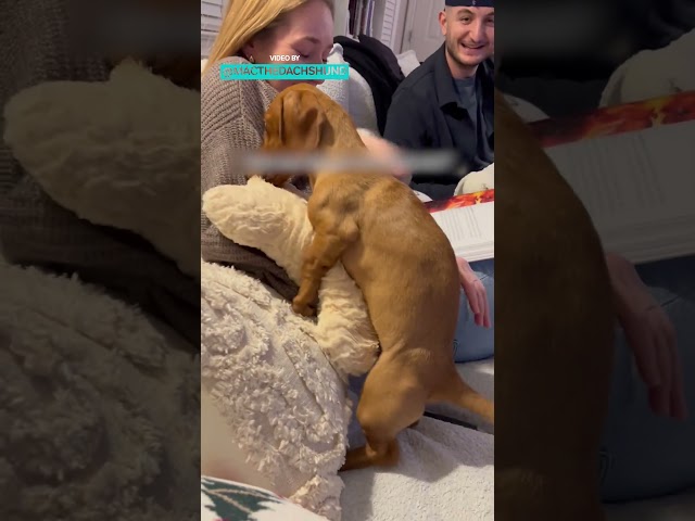 This Dog Gets A Lots Of Exercise