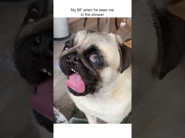 Funny Pug Licks Window
