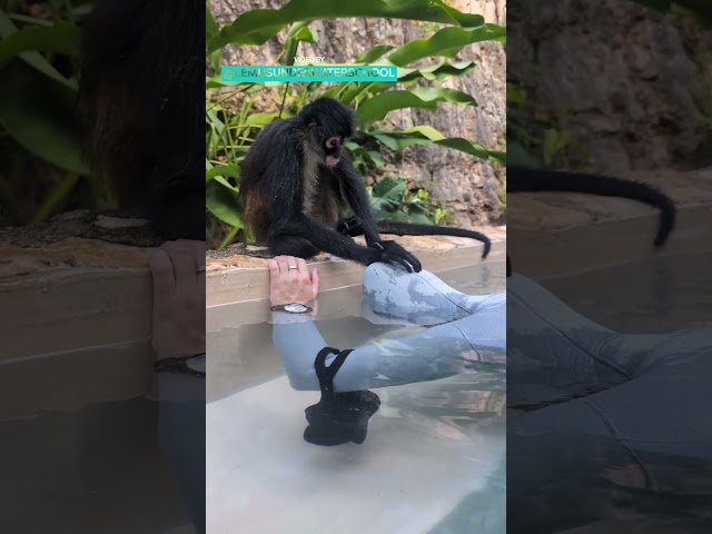 Freediving Monkey Buddy