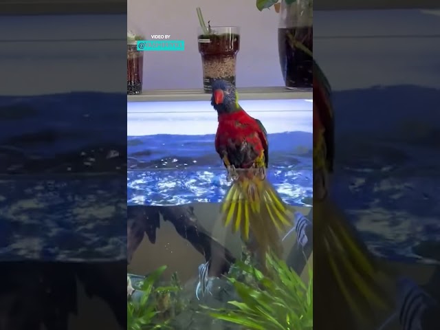 Parrot Swimming In An Aquarium
