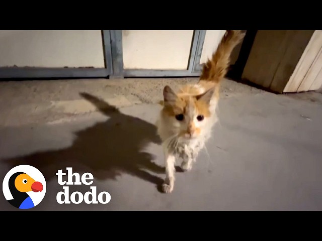 Matted Stray Cat Gets A Complete Makeover From The Inside Out | The Dodo