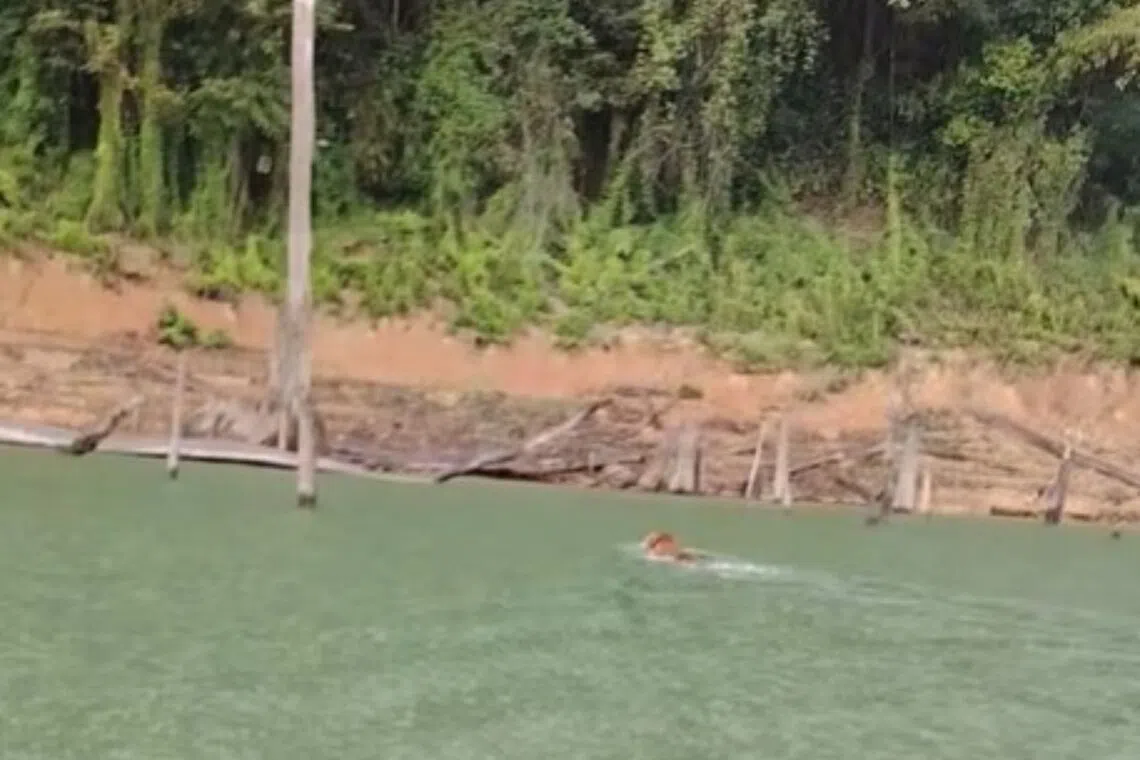 ‘Give him a ride’: Malayan tiger spotted swimming across lake in Perak sparks excitement