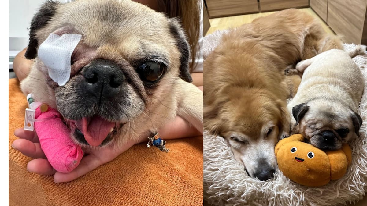 Pug Loses Eye After Stay At Pet Boarder Currently Under Investigation For A Poodle's Death