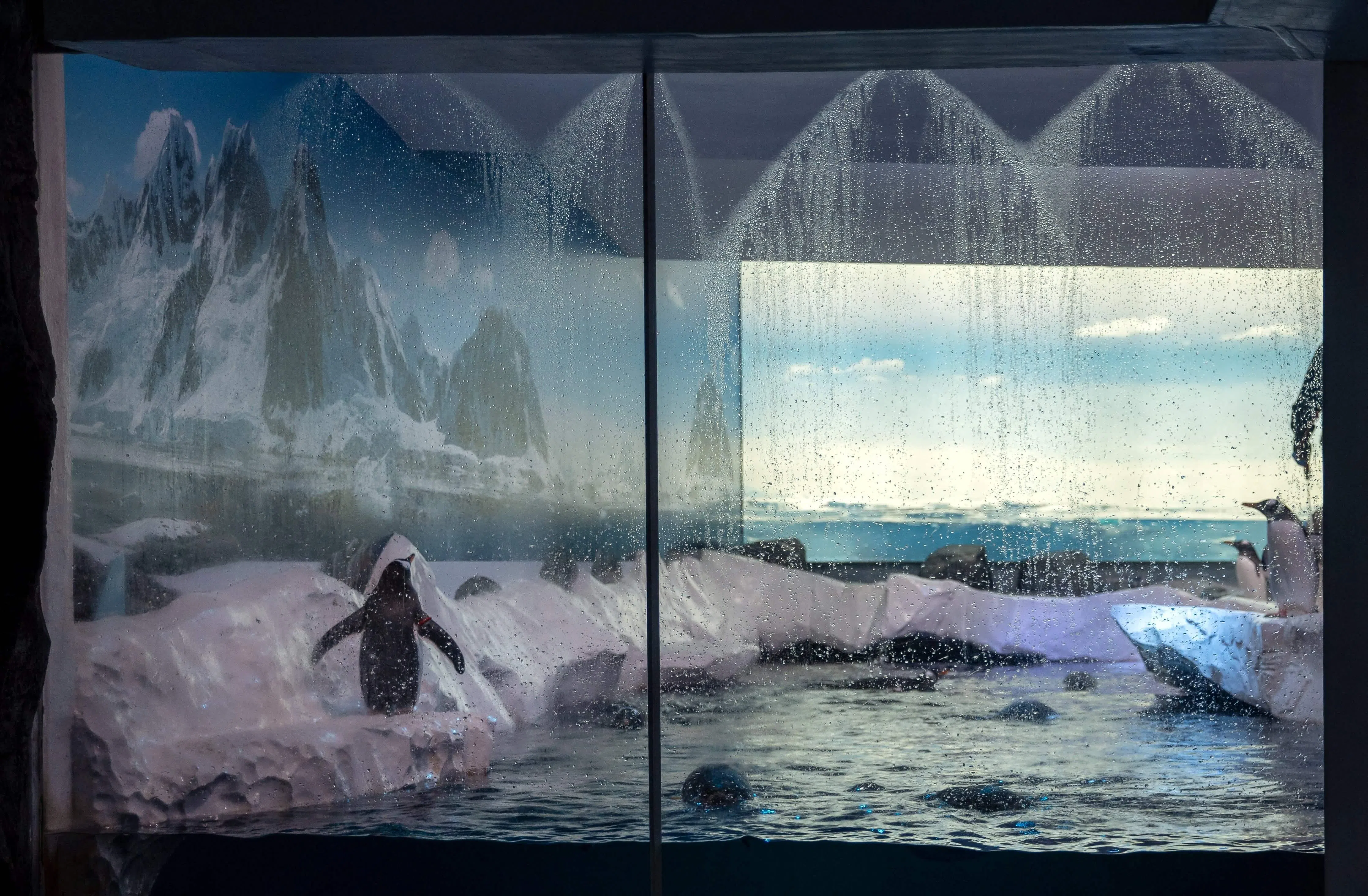 ‘It’s un-British’: Lawmakers raise concerns about aquarium penguins