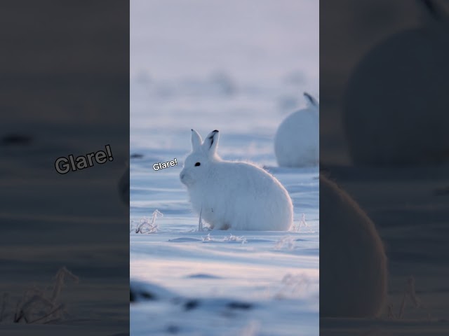 Take a moment to chill with some Arctic hares 🐇 #HostilePlanet