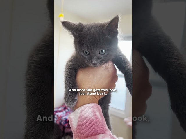 Tripod Kitten Cannot Be Stopped | The Dodo