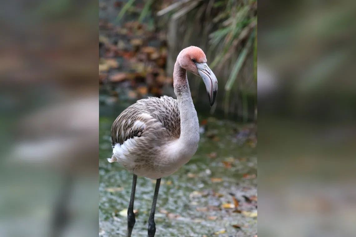 On a clipped wing, flamingo escapes a British zoo for a life in France