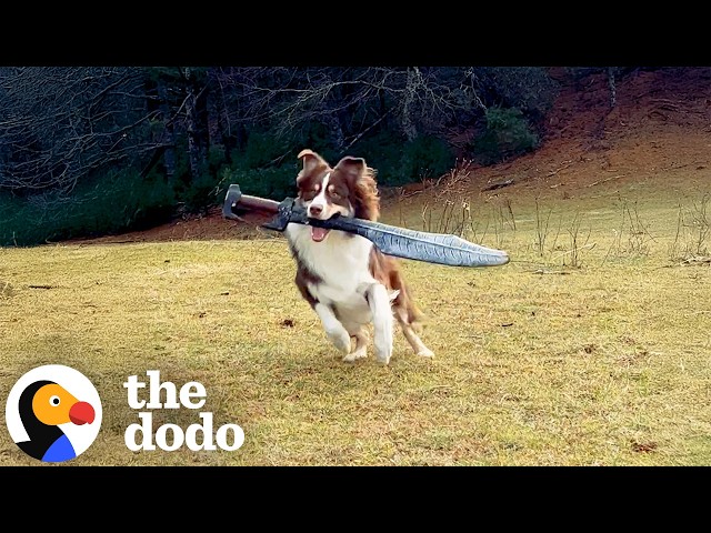 Dog Is REALLY Obsessed With Sword Fighting With Her Humans | The Dodo