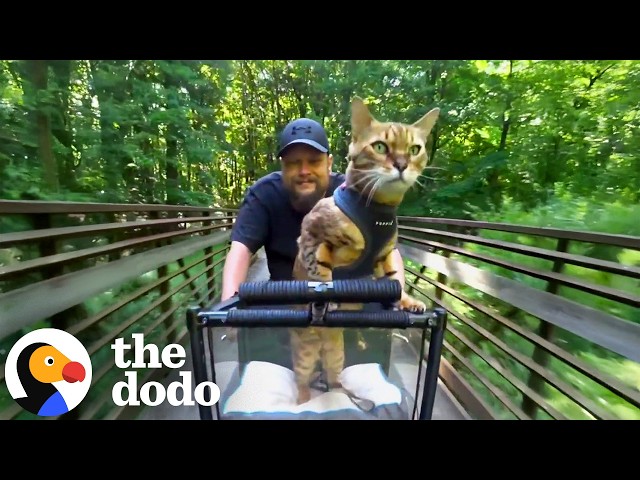 Cat Has Spent 15 Years Seeing The World From His Dad’s Bike | The Dodo